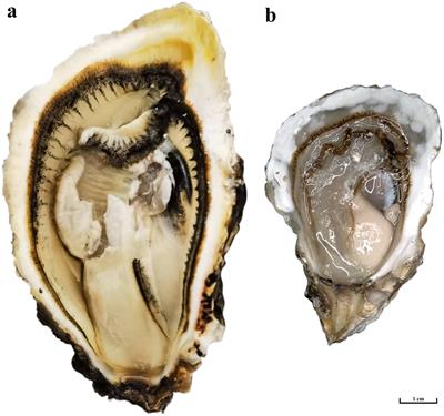 Application of metabolomics approach to investigate the flavor substance differences between triploid and diploid oysters (Crassostrea angulata)